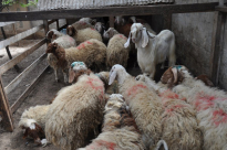 بمناسبة حلول عيد الأضحى - خروف عيد الأضحى لدى جلال وغنام